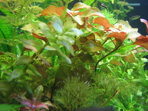 Людвигия (Ludwigia natans) и Бакопа шерстистая (Bacopa lanigera)