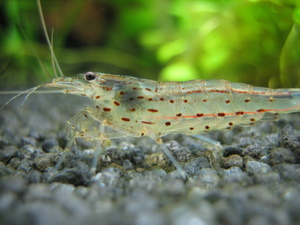 креветка Амано (Caridina multidentata)