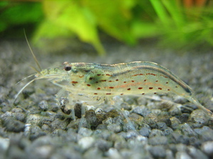 креветка Амано (Caridina multidentata)