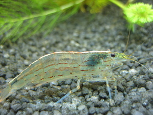 креветка Амано (Caridina multidentata)