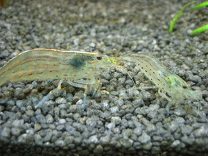 креветка Амано (Caridina multidentata)