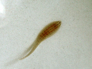 Пиявка Glossiphonia complanata (Hetobdella stagnalis)