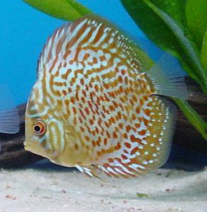 discus