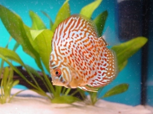 discus