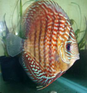 Egg shape red turkis