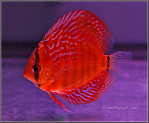 DISCUS