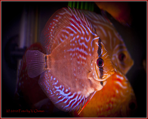 DISCUS