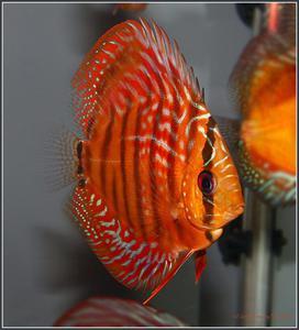 DISCUS