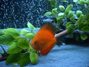 Discus Colden Tangerine (Дискус Золотой Мандарин)