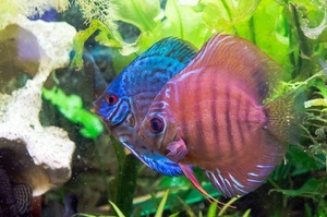 Discus2