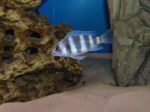 Cyphotilapia frontosa 'blue zaire Kitumba'