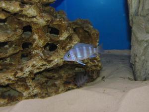 Cyphotilapia frontosa 'blue zaire Kitumba'