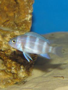 Cyphotilapia frontosa 'blue zaire Kitumba'