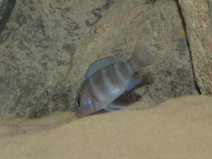 Cyphotilapia frontosa 'blue zaire Kitumba'