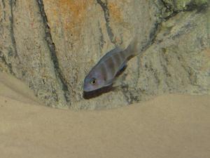 Cyphotilapia frontosa 'blue zaire Kitumba'