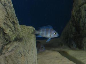 Cyphotilapia frontosa 'blue zaire Kitumba'