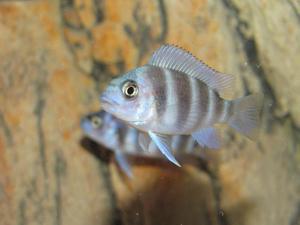 Cyphotilapia frontosa 'blue zaire Kitumba'