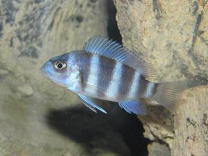 Cyphotilapia frontosa 'blue zaire Kitumba'