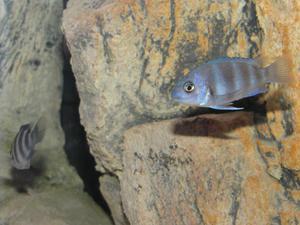 Cyphotilapia frontosa 'blue zaire Kitumba'