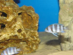 Cyphotilapia frontosa 'blue zaire Kitumba'