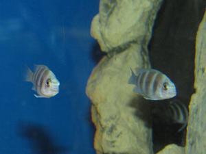 Cyphotilapia frontosa 'blue zaire Kitumba'