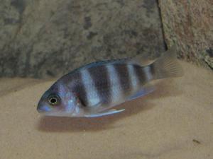 Cyphotilapia frontosa 'blue zaire Kitumba'