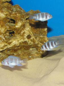 Cyphotilapia frontosa 'blue zaire Kitumba'