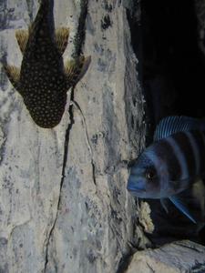 Cyphotilapia frontosa 'blue zaire Kitumba'