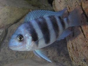 Cyphotilapia frontosa 'blue zaire Kitumba'