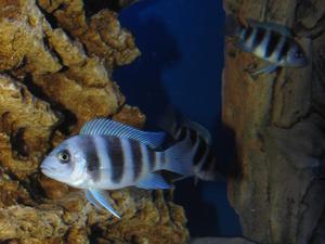 Cyphotilapia frontosa 'blue zaire Kitumba'