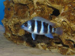 Cyphotilapia frontosa 'blue zaire Kitumba'