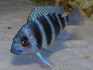 Cyphotilapia frontosa 'blue zaire Kitumba'