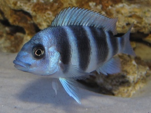 Cyphotilapia frontosa 'blue zaire Kitumba'