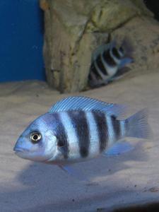 Cyphotilapia frontosa 'blue zaire Kitumba'