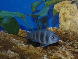 Cyphotilapia frontosa 'blue zaire Kitumba'