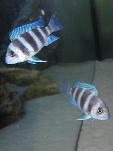 Cyphotilapia frontosa 'blue zaire Kitumba'