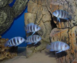 Cyphotilapia frontosa 'blue zaire Kitumba'   4 месяца