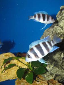 Cyphotilapia frontosa 'blue zaire Kitumba' 5 месяцев