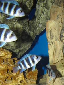 Cyphotilapia frontosa 'blue zaire Kitumba' 5 месяцев