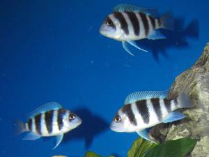 Cyphotilapia frontosa 'blue zaire Kitumba' 5 месяцев