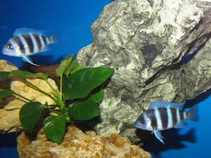 Cyphotilapia frontosa 'blue zaire Kitumba' 5 месяцев