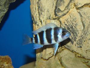 Cyphotilapia frontosa 'blue zaire Kitumba' 5 месяцев