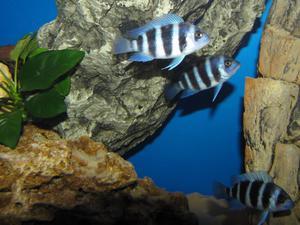 Cyphotilapia frontosa 'blue zaire Kitumba' 5 месяцев