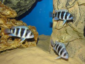 Cyphotilapia frontosa 'blue zaire Kitumba' 5 месяцев