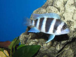 Cyphotilapia frontosa 'blue zaire Kitumba' 5 месяцев