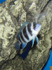 Cyphotilapia frontosa 'blue zaire Kitumba' 5 месяцев