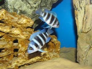 Cyphotilapia frontosa 'blue zaire Kitumba' 5 месяцев