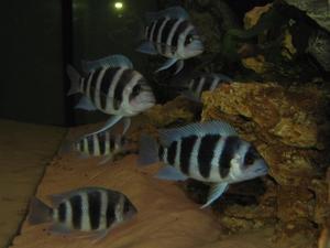 Cyphotilapia frontosa 'blue zaire Kitumba'