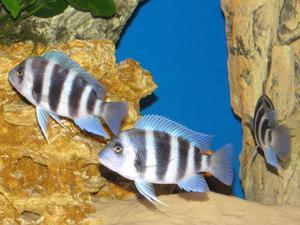 Cyphotilapia frontosa 'blue zaire Kitumba'