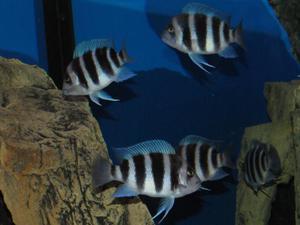 Cyphotilapia frontosa 'blue zaire Kitumba'